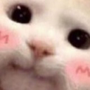 blushcat
